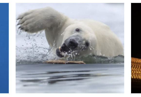 En fotos, diez imágenes increíbles publicadas en febrero en National Geographic